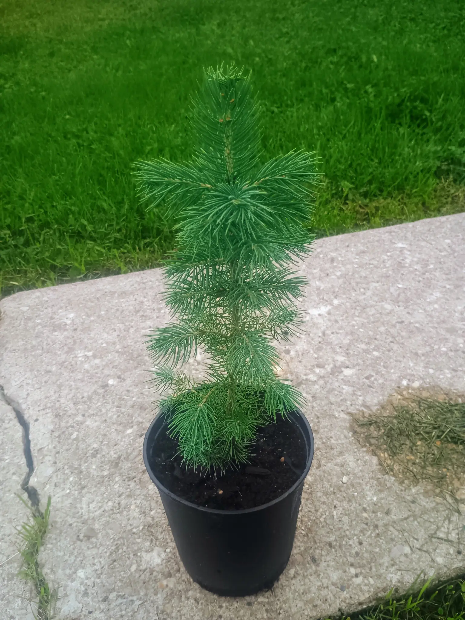 Beautiful Blue Spruce in 1 Gallon Pot
